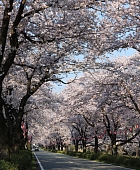 大津町の桜通り