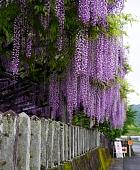 玉名の山田藤